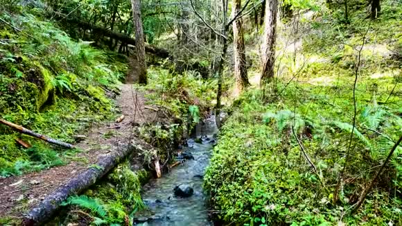 在明亮的绿色红杉林中流淌着温柔的溪流视频的预览图