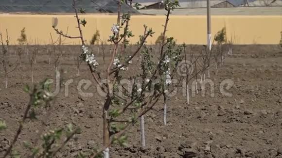 小杏仁树开着白色的花视频的预览图