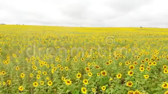 一片明亮的田野充满成熟的黄色向日葵空中视频的预览图
