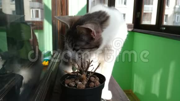 阳光阳台上吃小植物的灰条纹猫视频的预览图