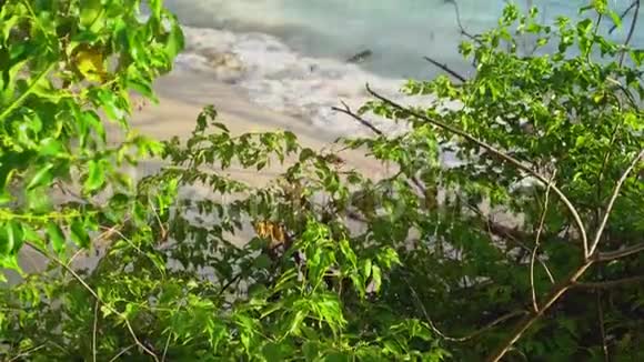 塞舌尔普拉斯林岛美丽的沙滩海洋和滚滚的波浪蜘蛛网和大蜘蛛视频的预览图