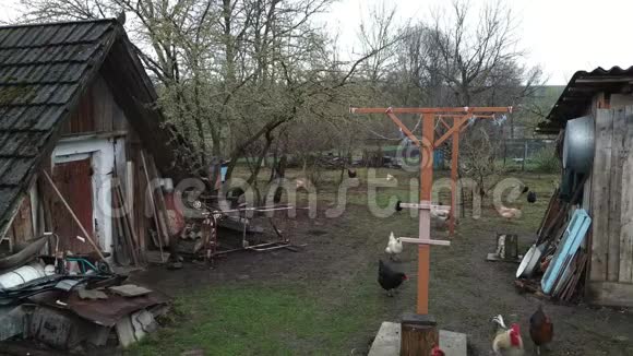 乌克兰村庄一个院子里的鸡视频的预览图