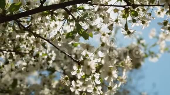 盛开的樱花树枝和太阳在蓝天背景下闪闪发光视频的预览图