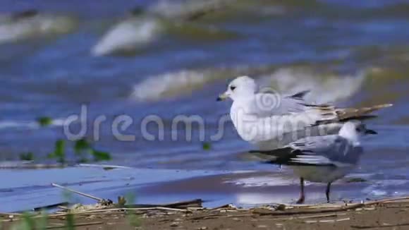 草原上的海鸥拉鲁斯卡奇纳斯站在水边的沙质海岸上休息海浪在岸上翻滚视频的预览图