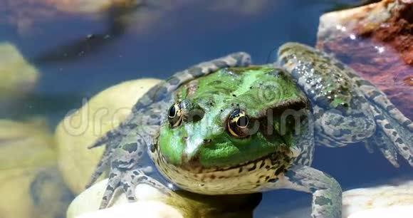 水中的绿蛙视频的预览图