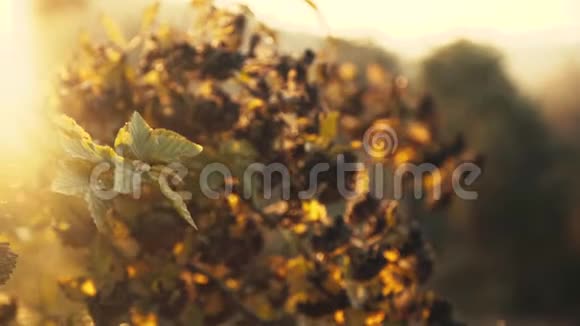 灌木的景色阳光下的花朵视频的预览图