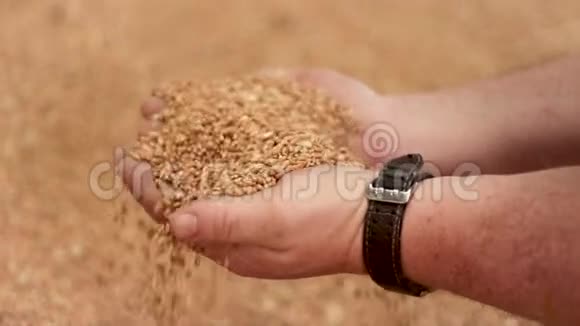 仓库收割粮食小麦农户手浇新收获的谷物小麦仓库视频的预览图