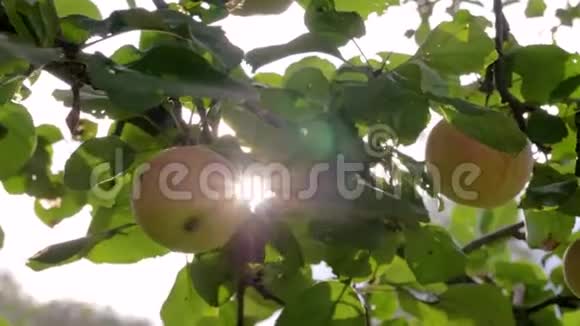 苹果树与熟苹果的相机运动太阳运行的地方视频的预览图
