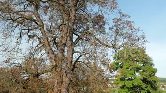 一棵美丽的湖背景上有一棵枯叶的大老树视频的预览图