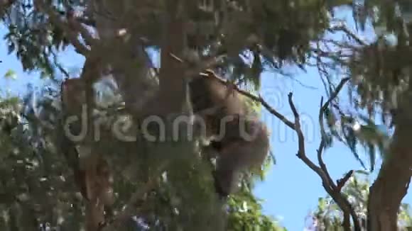 考拉在树上攀爬视频的预览图