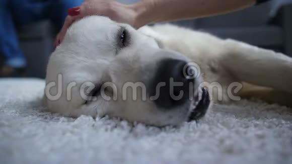 爱的雌性手抚摸躺着的狗的头视频的预览图