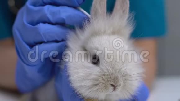 用棉签清洗兔耳朵卫生程序预防疾病视频的预览图