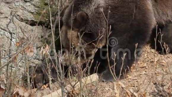 熊妈妈在巢穴里抚摸3个婴儿视频的预览图