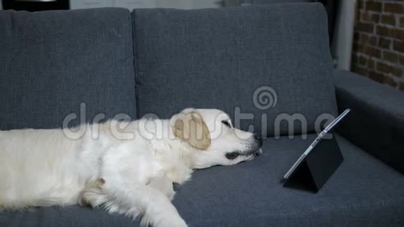 纯种拉布拉多猎犬睡在沙发上视频的预览图