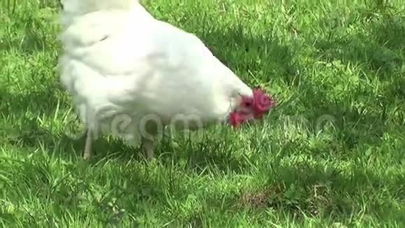 免费小鸡在草地上散步在草地上采摘食物视频的预览图