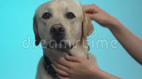 女性手梳毛毛毛刷宠物卫生家养动物视频的预览图