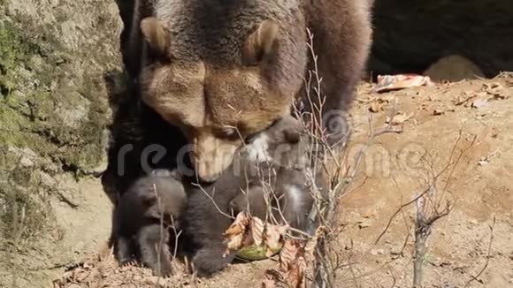 熊妈妈在巢穴里抚摸3个婴儿视频的预览图