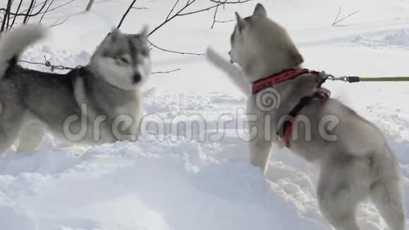 两只哈士奇品种的狗在斯基乔尔赛车和雪橇赛狗之前玩耍视频的预览图