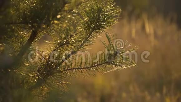 野生草原背景下针叶枝条近景视频的预览图