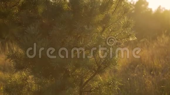 野生草原背景下针叶枝条近景视频的预览图