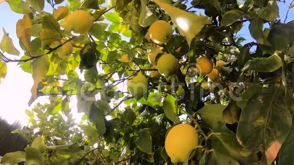 成熟的柠檬挂在柠檬树上黄色柠檬生长在花园里的一棵树上阳光照耀着树枝视频的预览图
