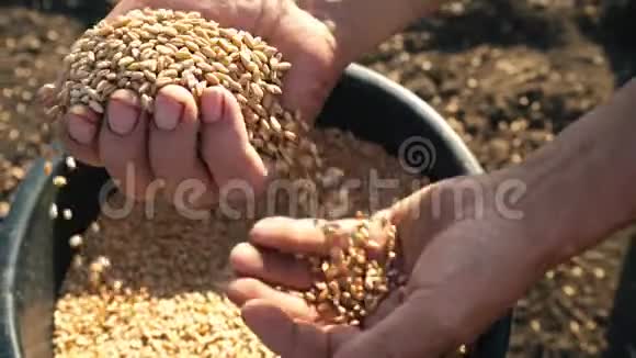 粮食在农夫的手中人们手从一个桶里捡麦子手往另一边倒视频的预览图