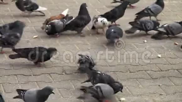 城市鸽子在地板上吃东西视频的预览图