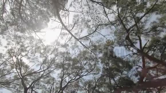 公园里美丽的针叶树的树梢和枝条天空与自然视频的预览图
