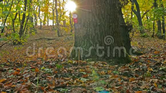 秋天的森林阳光穿过森林的叶子视频的预览图