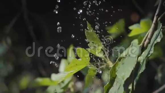 美丽的绿叶浇着水水滴照耀着阳光快关门慢动作视频的预览图