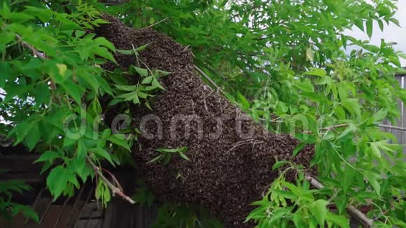 养蜂人把一群蜜蜂从树上移走养蜂人用一群蜜蜂摇动苹果树视频的预览图