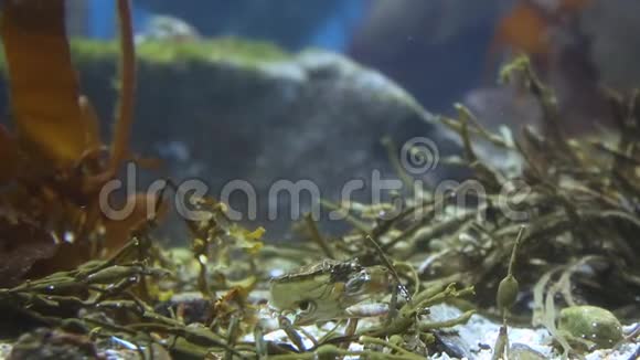 水族馆底部有一只爪子的螃蟹视频的预览图
