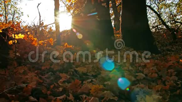 秋天的森林阳光穿过森林的叶子视频的预览图