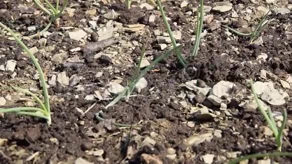 在土壤中种植新鲜洋葱的近景视频的预览图