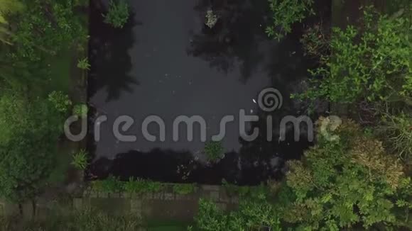 鸟瞰装饰花园池塘和鱼鲤锦鲤在透明的水中游泳从无人驾驶飞机上看到日本鲤鱼视频的预览图