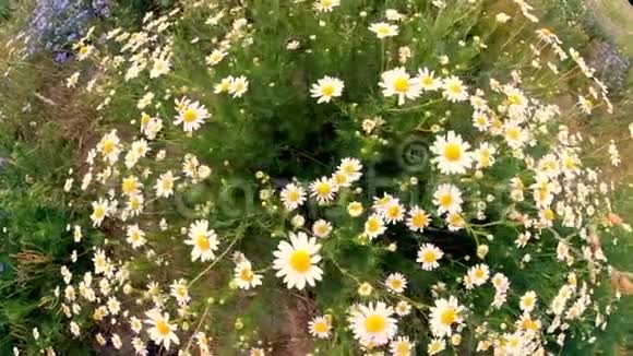 雏菊在风中摇摆美丽的夏季迷彩特写镜头视频的预览图