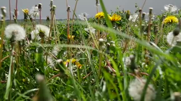 黄蒲公英在绿草中黄蒲公英在绿草中快关门美丽美丽视频的预览图