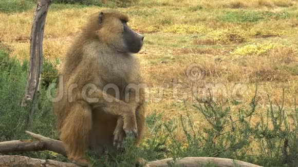 一只黄色狒狒正立在安博塞利视频的预览图