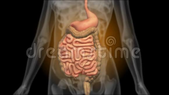 胃肠道X光片胃造影术视频的预览图