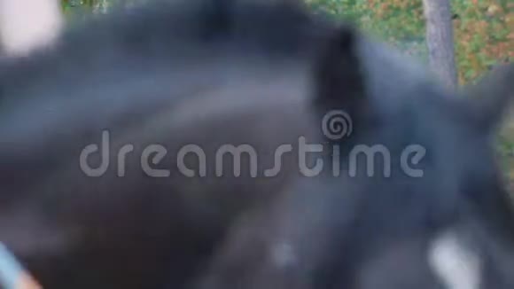 戴墨镜的举重运动员和一件黑色T恤骑着一匹棕色的马在森林小径上视频的预览图
