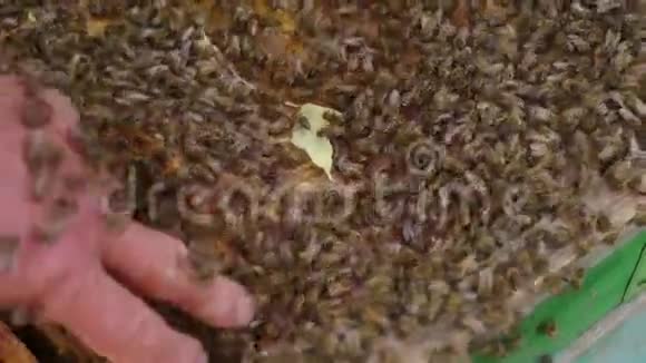在昆虫种类内战斗小蜂王视频的预览图