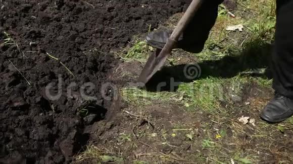 在一个阳光明媚的日子里农夫铲子挖一个花园解剖地面视频的预览图