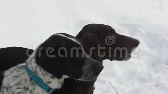 欧洲猎犬或欧洲犬在雪橇犬和滑雪者比赛前繁殖树皮视频的预览图