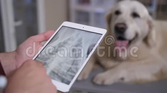 兽医在诊所用平板电脑看狗的x光片视频的预览图