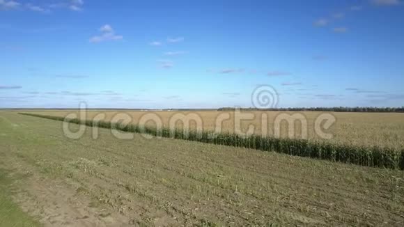 覆盖着玉米茎的农场在美丽的天空下视频的预览图