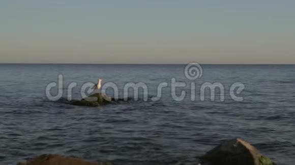 这是一只海鸥坐在海岸的岩石上波浪在那里破碎美丽的风景是和谐的视频的预览图