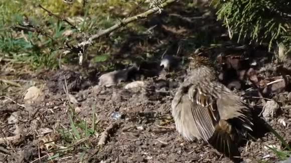 小鸟坐在院子里的泥土里视频的预览图