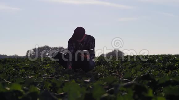农民实地考察冬油菜的生长情况视频的预览图