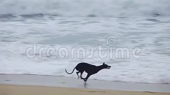 在科斯塔布拉瓦的西班牙海滩上奔跑的灰狗慢镜头视频的预览图