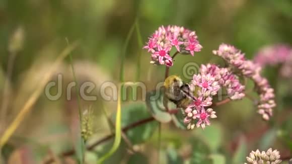 阳光明媚的日子里大黄蜂在粉红色的花朵上花园或公园的粉红色花丛视频的预览图